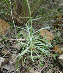 Leucochrysum albicans albicans