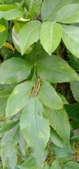 Pseudoxya diminuta