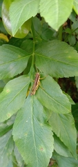 Pseudoxya diminuta