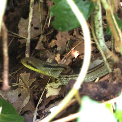 Elaphe quadrivirgata