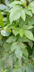 Pseudoxya diminuta