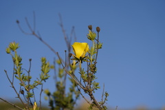 Balbisia peduncularis