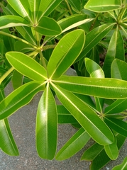 Alstonia scholaris