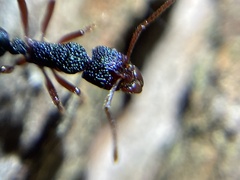 Rhytidoponera aspera