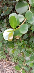 Pseudoxya diminuta