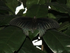 Papilio memnon