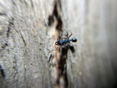 Rhytidoponera aspera