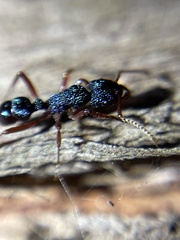 Rhytidoponera aspera