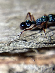 Rhytidoponera aspera