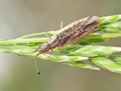 Cryptorhamphus orbus