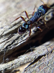 Rhytidoponera aspera