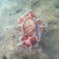 Hydatina physis