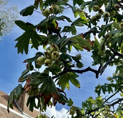 Eriolobus trilobatus