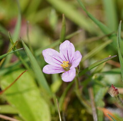 Erodium moschatum