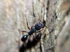 Rhytidoponera aspera