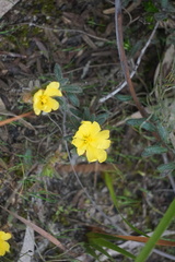 Hibbertia sericea