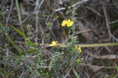 Hibbertia sericea