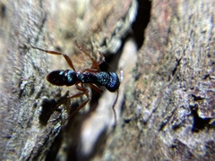 Rhytidoponera aspera