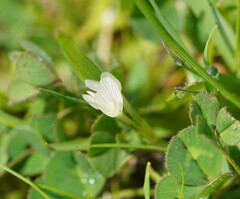 Trifolium subterraneum