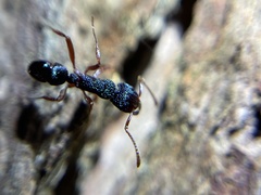 Rhytidoponera aspera