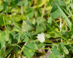 Trifolium subterraneum