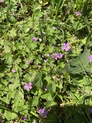 Geranium molle