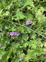 Geranium molle