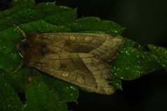 Hydraecia micacea