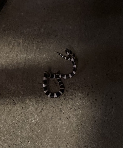 Eastern Bandy Bandy sighting