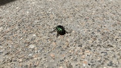 Protaetia orientalis