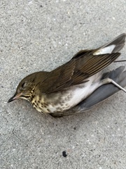 Catharus ustulatus