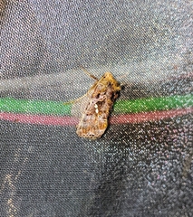 Scriptoplusia nigriluna