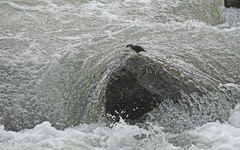 Cinclus leucocephalus