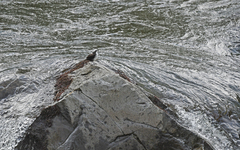 Cinclus leucocephalus