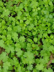 Stellaria media