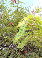 Cassia roxburghii