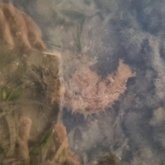 Dolabella auricularia