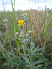 Pilosella echioides
