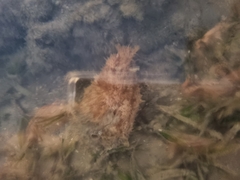 Dolabella auricularia