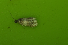 Olethreutes fasciatana