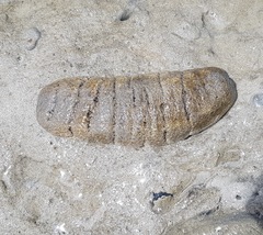 Holothuria scabra