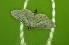 Herpetogramma aquilonalis