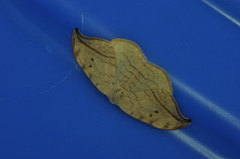 Drepana arcuata