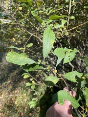 Salix aurita