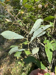 Salix aurita