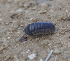 Armadillo officinalis
