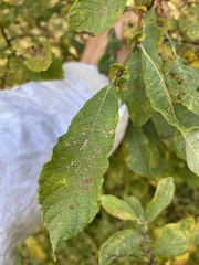Salix aurita