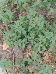 Amaranthus deflexus