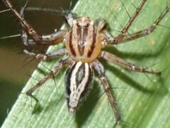 Oxyopes gracilipes