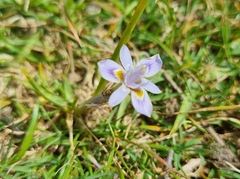 Moraea setifolia